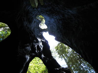 A l'intrieur d'un redwood brl, mais toujours debout -- Cliquez pour voir l'image en entier